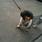 shih tzu with a pacifier f*ck yeh - totally made my morning. 