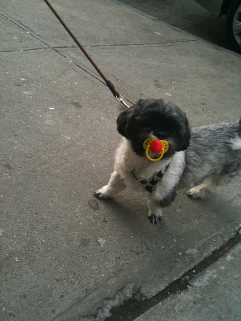 shih tzu with a pacifier f*ck yeh - totally made my morning. 
